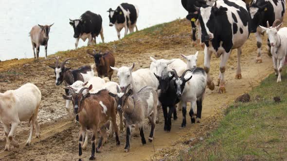 Herd of Cows and Goats on Road