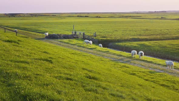 organic farming sheep near protection fence ditch entrance Dutch sea dike