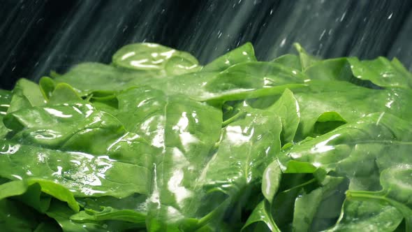 Spinach Gets Washed In Water Spray