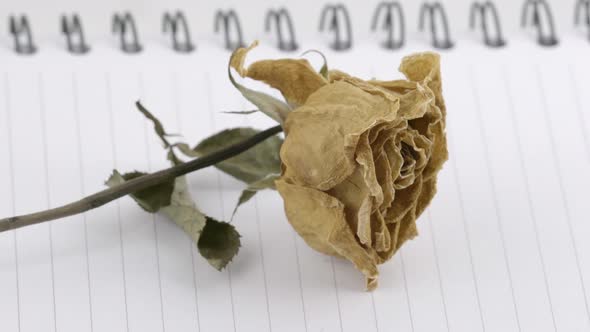 dried rose flower with pencil on notebook page