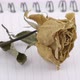 dried rose flower with pencil on notebook page - VideoHive Item for Sale
