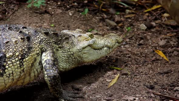 crocodile moving slowly on the ground