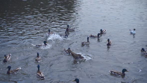 The Ducks On The Lake Violently Fighting Each Other For Food. Slow Mo 2