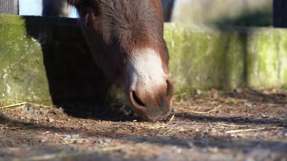 Static shot of donkey muzzle eating on ground from behid fence