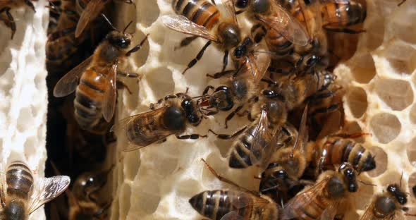 |European Honey Bee, apis mellifera, Bees on a wild Ray, Bees working on Alveolus