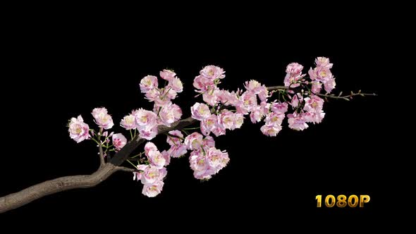 Growing Sakura Branch Full HD