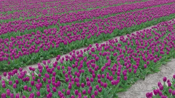 Field of beautiful Purple Tulips ready for picking in northern Holland.