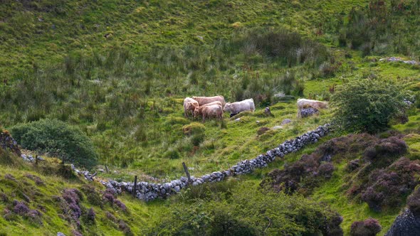 Time lapse of rural landscape livestock cattle in grass field on a cloudy summer day in Ireland. alt