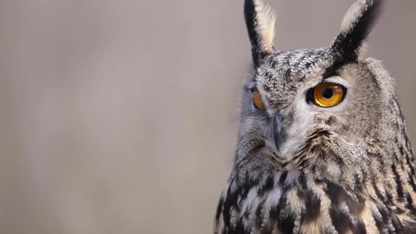 Close up eagle owl bright orange eyes