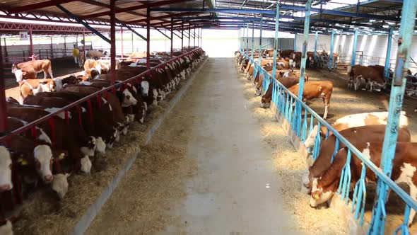 Cattle breeding farm