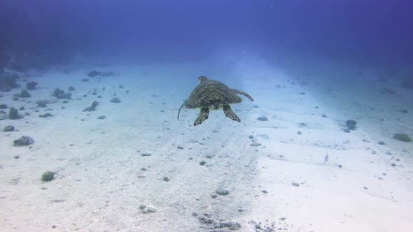 Chasing a sea turtle in clear blue water while scuba diving, Maldives