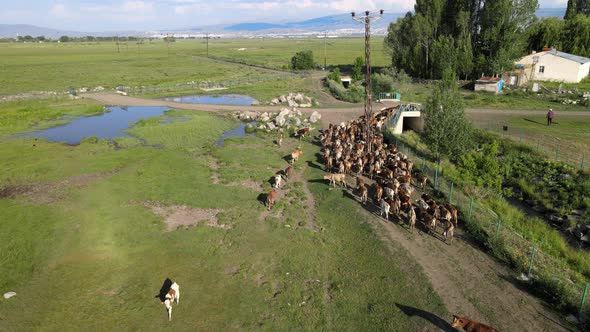 aerial cows