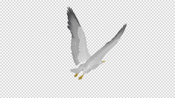 Sea Gull - Flying Loop - Back Side View