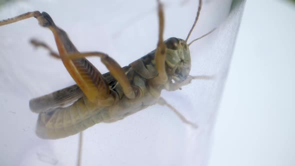 detail macro shot of green grasshopper from below