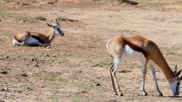 Wild deer grazing on a barren land