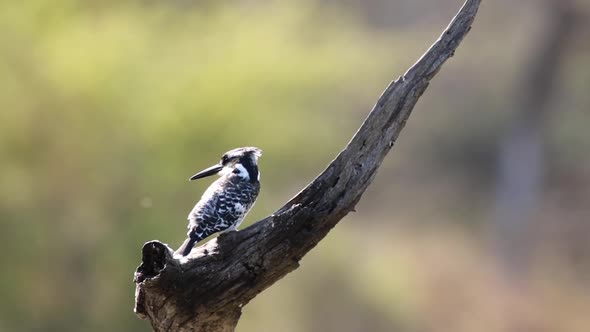 Footage of a Pied kingfisher looking for fish being perched on a dead tree in a natural lake in Sout