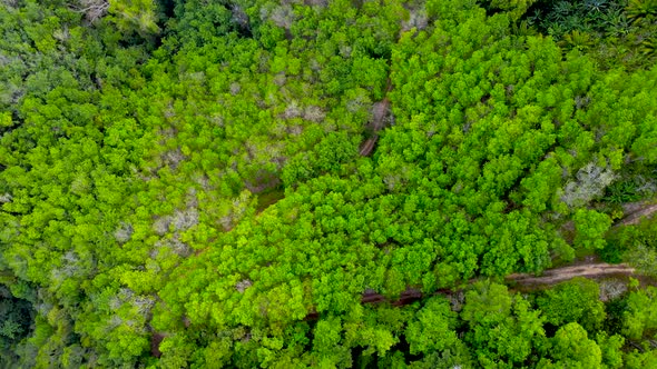 Aerial view close up of green broccoli