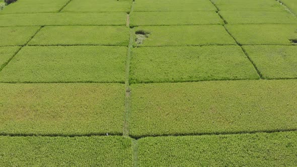 Rice Fileds Aerial View To Ubud, Bali Indonesia