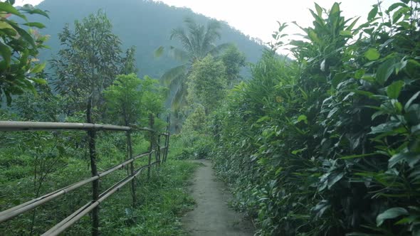 Garden in Tropics in Front of Green Mountain