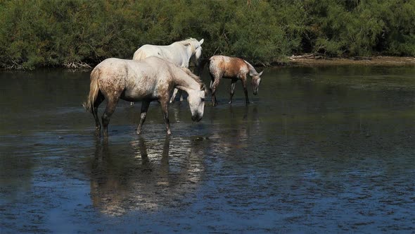 White Camargue horse, Camargue, France