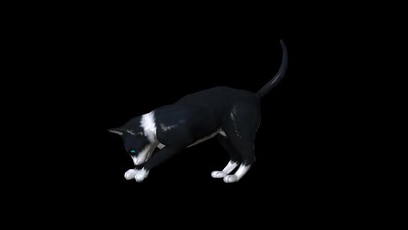 Cat Animation alt