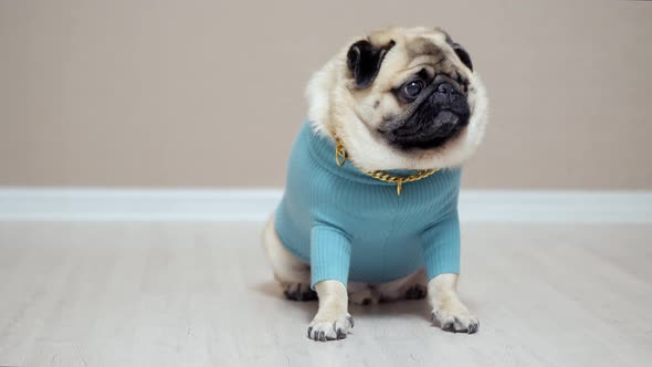 Stylish and Fashionable Pug Dog in a Blue Sweater and with a Gold Chain