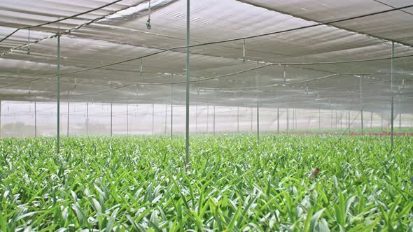 Slow motion - water sprinkers watering Amaryllis plants inside a greenhouse