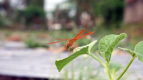 A dragonfly perched on green leaves in the farm