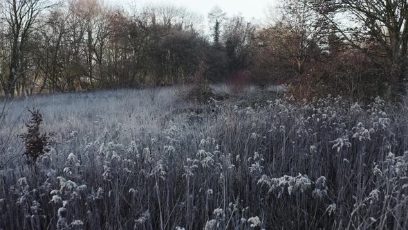 early morning winter landscape, tracking shot over frost-covered bushes, very romantic