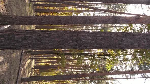 Vertical Video Autumn Forest with Trees in Ukraine Slow Motion