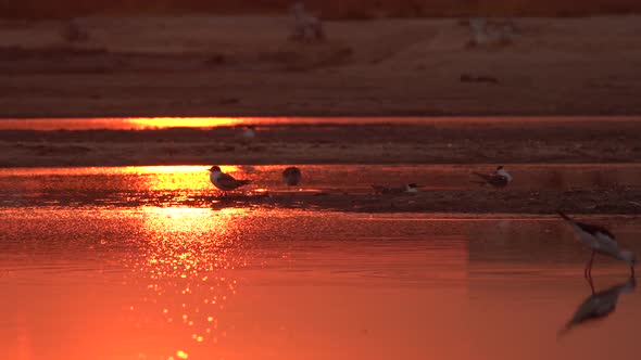 Reflection of the Rose Gold Sunset on the Water Surface with Birds on the Sand