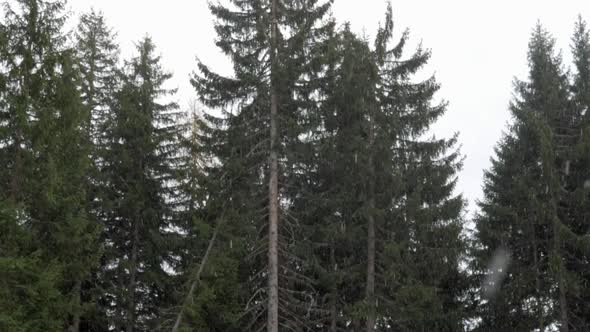 Snow falling in a forest of trees in the mountains in winter.