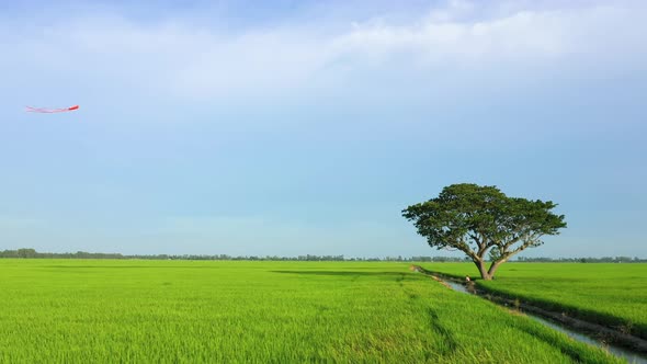 Peaceful landscape with alone tree, kites and green fields in the countryside