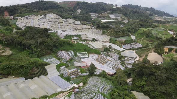 Cameron Highlands, Pahang Malaysia