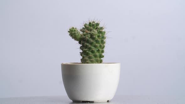 Mammillaria Spinosissima Plant Revolving Around Itself On The White Screen Background