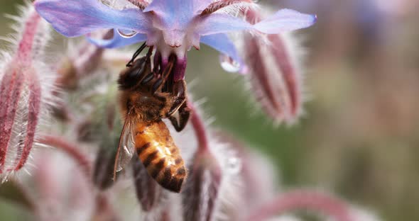 European Honey Bee, apis mellifera, Bee Booting a Borage Flower, Pollination Act, Normandy