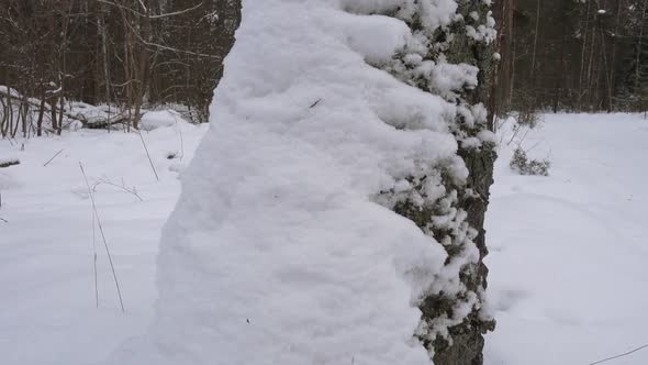 Trunk with Fresh White Snow. Winter Forest.