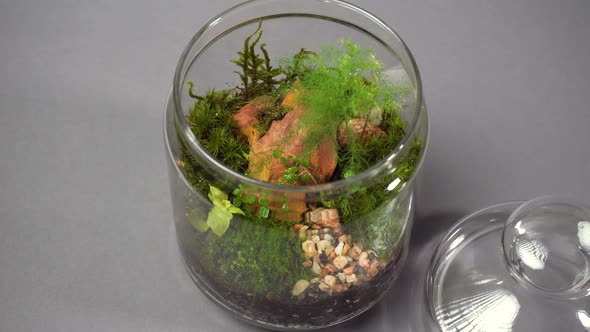 Jar Florarium Vase with Different Type of Plants Inside