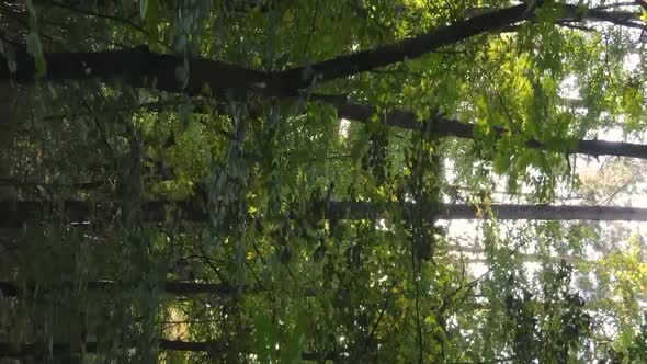 Vertical Video of an Autumn Forest During the Day in Ukraine