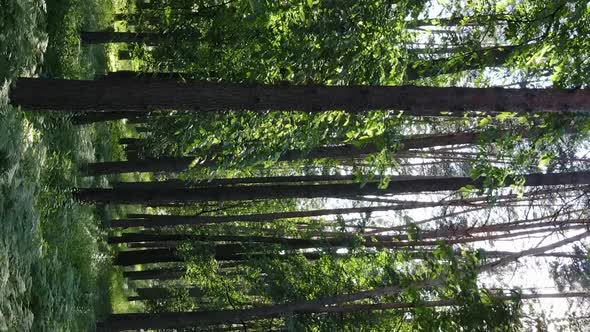 Vertical Video of Forest Landscape in Summer Slow Motion