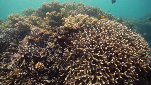 Coral Reef with Fish Underwater. Camiguin, Philippines