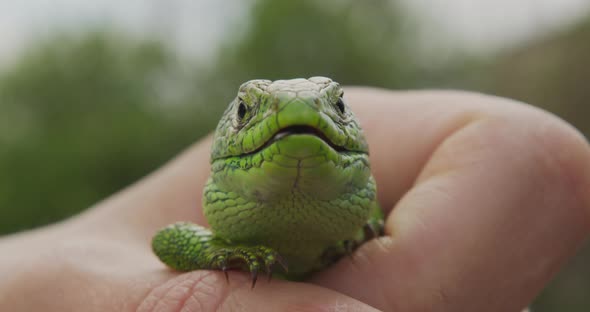 Wildlife Nature Lizard Close Up. Reptile. Reptile Eye. Lizard, Gecko Baby Lizard in Hand.