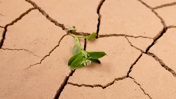 A Green Sprout Withered in the Dry Cracked Ground