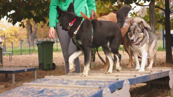 Young Woman Dog Trainer Taking 3 Dogs Over the Obsticle Bridge