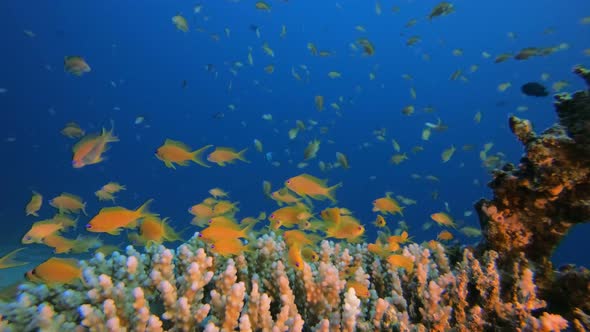 Underwater Orange Fish Scenery