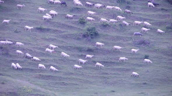 Herd of sheep eating grass in the field and moving down a hill