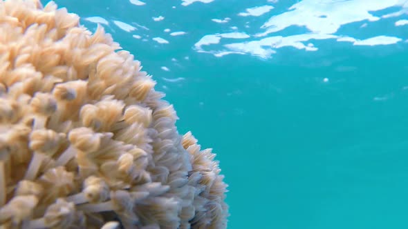 Underwater Soft Coral