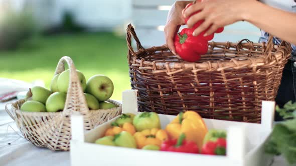 Female Farmer Hands Putting Fresh Sweet Pepper From Basket Into Box