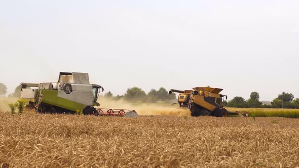 Wheat Harvesting on Field in Summer Season