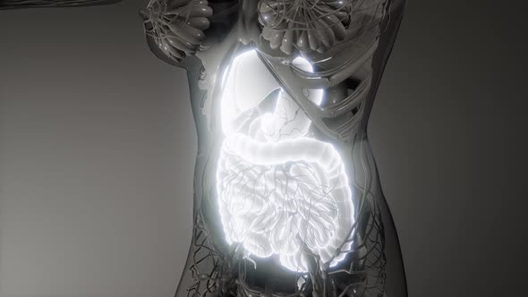 Human Digestive System Parts and Functions alt